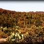 Saguaros- edited